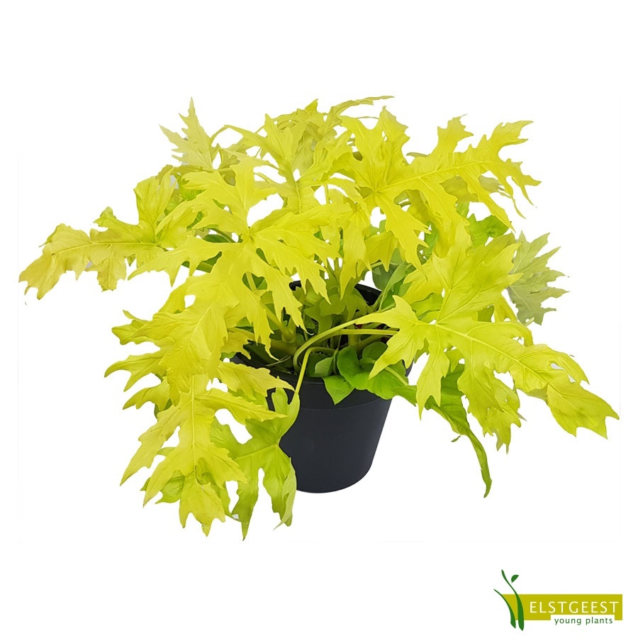 philodendron-selloum-gold-1