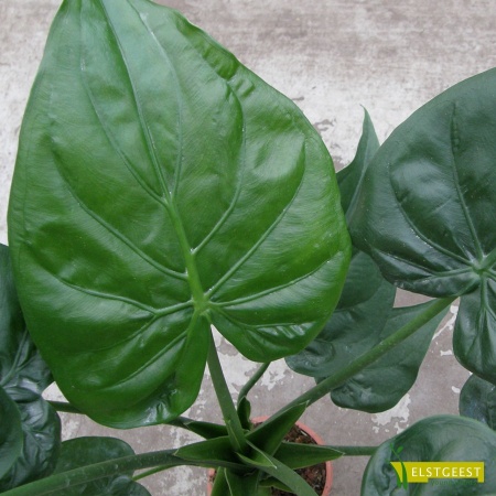 alocasia-cucullata-detail-leaf_655363278