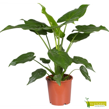 alocasia-cucullata_1612333407