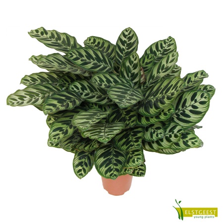 calathea-makoyana-2