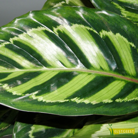 calathea-medaillon-detail-leaf