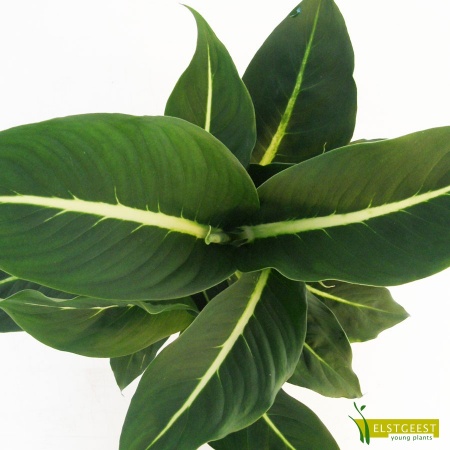 dieffenbachia-green-magic-detail-leaf