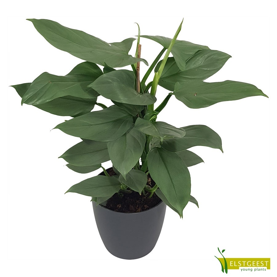 philodendron-grey-1