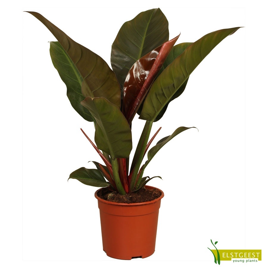 philodendron-imperial-red-1