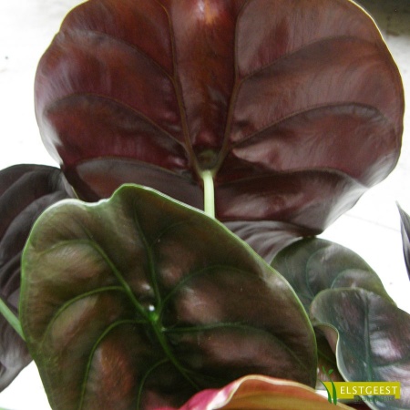 alocasia-red-secret-detail-leaf-2_990239912