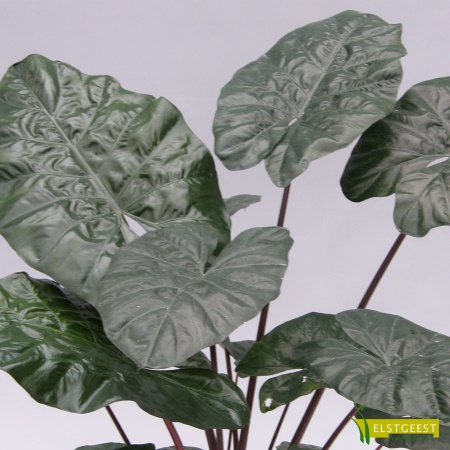 alocasia-yucatan-princess-detail-leaf_1453706388