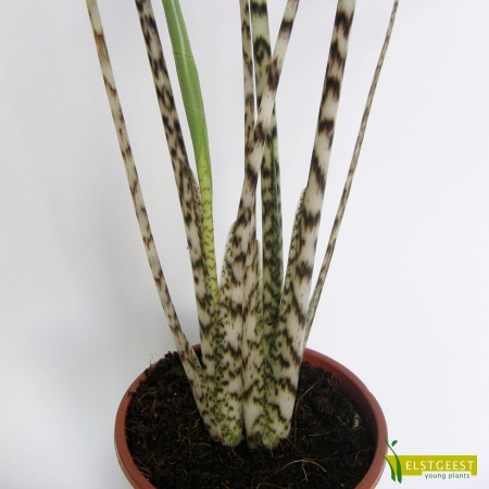 alocasia-zebrina-detail-stem_762940553