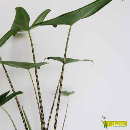 alocasia-zebrina-detail_2040930323