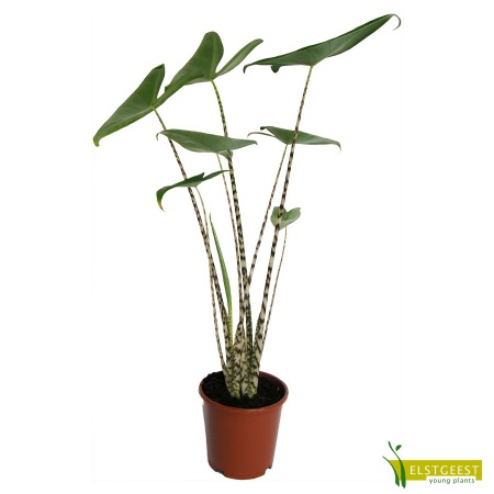 alocasia-zebrina_1115861230