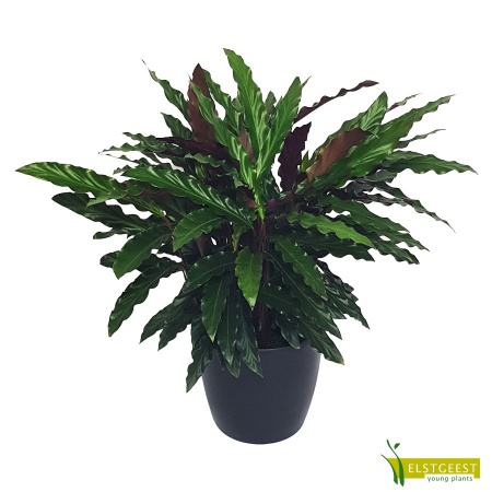 calathea-rufibarba