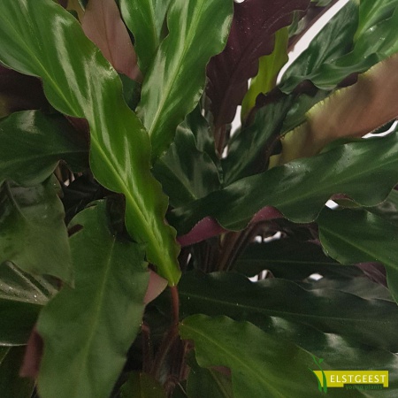 calathea-rufibarbadetail