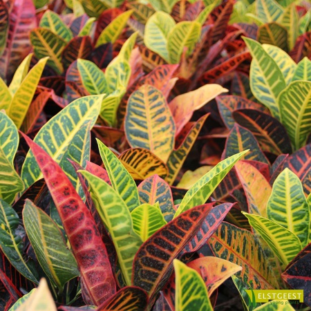 codiaeum-petra-overview