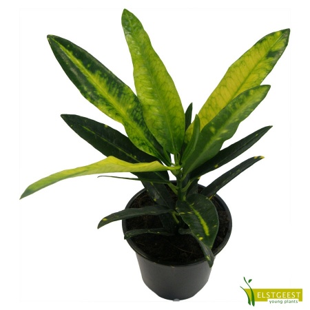 codiaeum-sunny-star