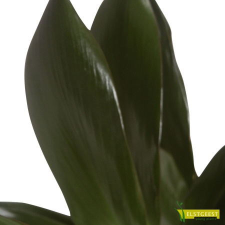 cordyline-glauca-detail-leaf