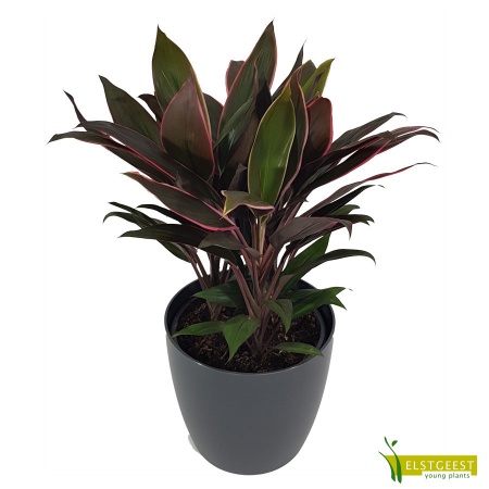 cordyline-rumba-1