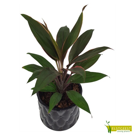 cordyline-rumba-2