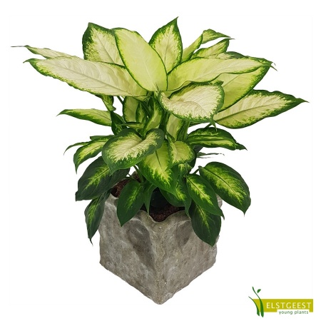 dieffenbachia-camilla