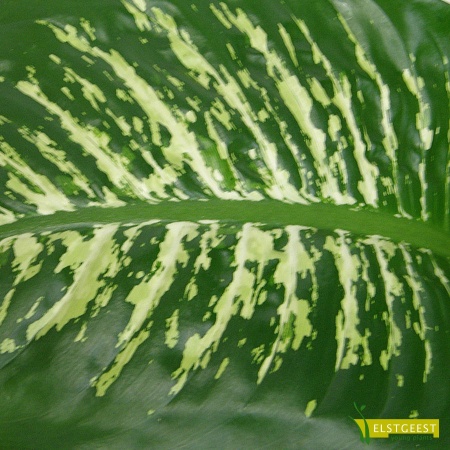 dieffenbachia-tropic-snow-detail-leaf