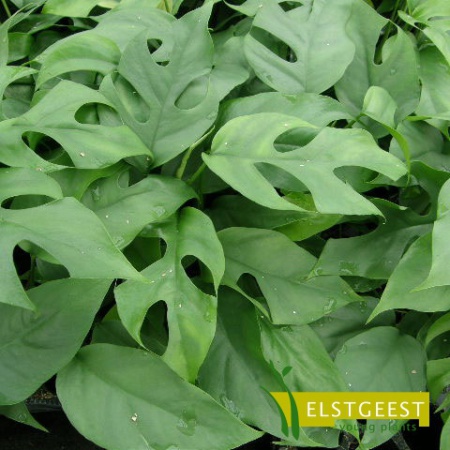 philodendron-minima-detail-leaf