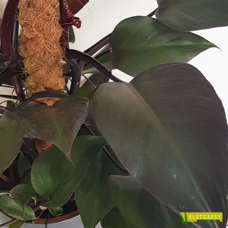 philodendron-new-red-royal-queen-detail