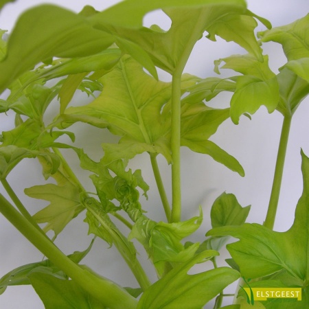 philodendron-selloum-gold-detail