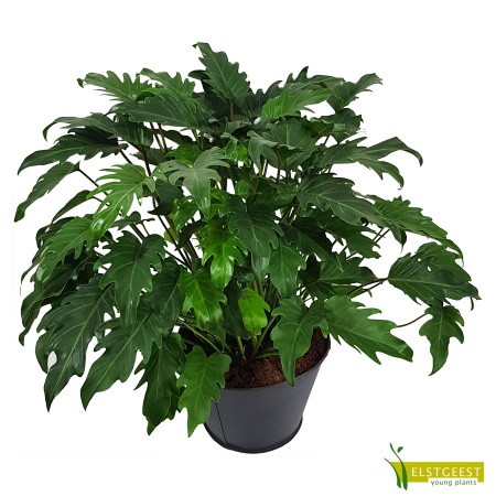 philodendron-xanadu-1