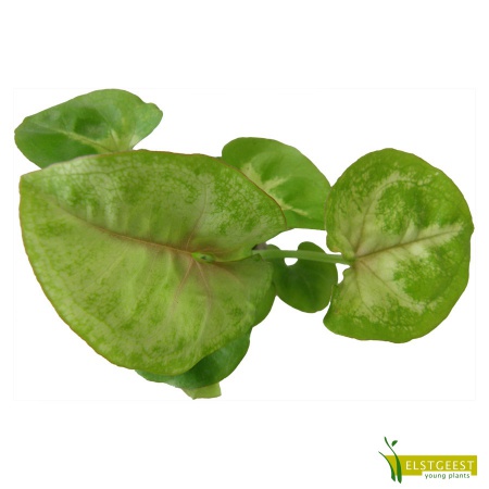 syngonium-golden-allusion-young-plant_1035144978