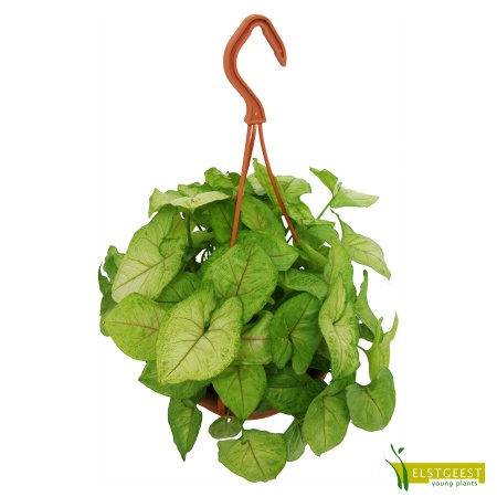 syngonium-golden-allusion_1958551783