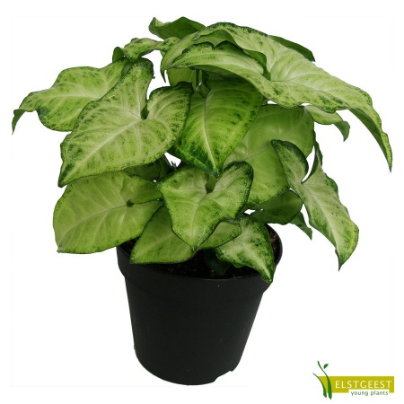 syngonium-white-butterfly-2